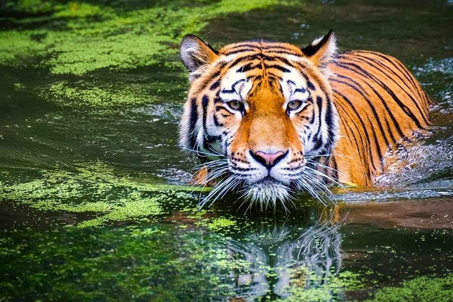 Kanha National Park